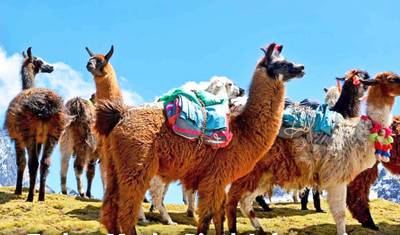 4/3 Lares Trek - Machu Picchu (Passeio em Grupo Pequeno) — 2