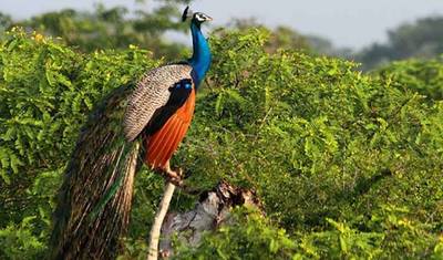 Wildlife for Photography Lenses - 12 Days Tour — 3
