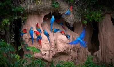 4/3 Selva de Tambopata (Passeios em Pequenos Grupos) — 4