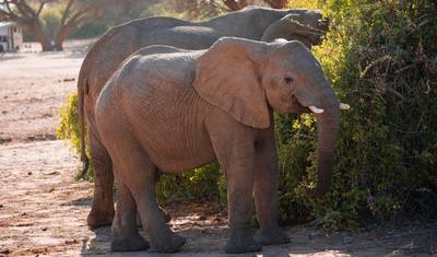 Experimente Etosha, Brandberg e Twyfelfontein com um Sabor da Costa Oeste da Namíbia — 5