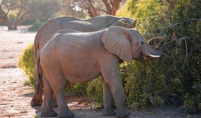 Experimente Etosha, Brandberg e Twyfelfontein com um Sabor da Costa Oeste da Namíbia — 4