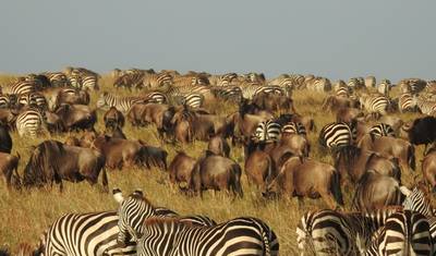 Niezapomniane safari: Najlepsze z Ugandy i Rwandy — 4