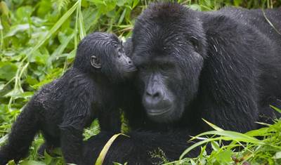 O Melhor de Uganda e Ruanda: Safári Inesquecível — 5