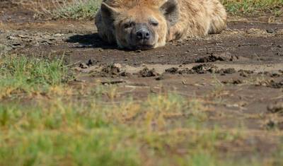 Safari de Luxo em Lodge na Tanzânia de 5 Dias — 3