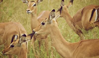 Safari de Luxo em Lodge na Tanzânia de 5 Dias — 5