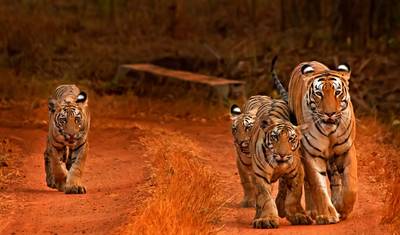 Tour de 7 Dias pelo Triângulo Dourado com Bharatpur Ranthambore - Tour pelo Triângulo Dourado com Pássaros e Tigres — 2
