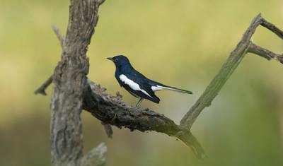 Observação de Pássaros em Bharatpur com o Tour do Triângulo Dourado — 2