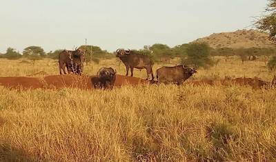 Kenia – pod namiotem — 3