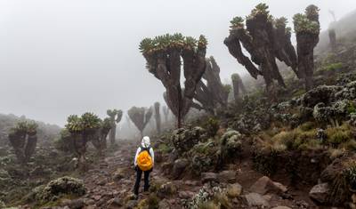 8 Days Mount Kilimanjaro Climbing - Marangu Route — 2