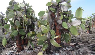Przygoda na Galapagos (4 dni) — 4