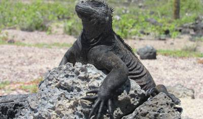 Galapagos Harmony (7 Days) — 2
