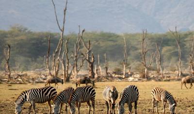 Safari i Wyprawa na Kilimandżaro - 10 dni — 5