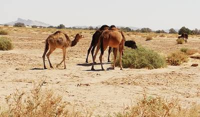 Excursão de 3 dias ao deserto do Saara a partir de Marraquexe — 4