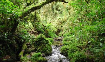 Caminhada de 1 Dia no Kilimanjaro pela rota Marangu — 2