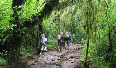 Caminhada de 1 Dia no Kilimanjaro pela rota Marangu — 4
