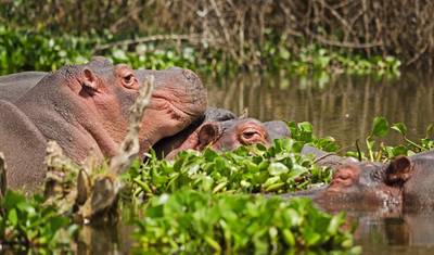 Safari de 4 Dias em Maasai Mara e Lago Nakuru — 2