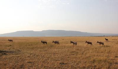 Safari de 4 Dias em Maasai Mara e Lago Nakuru — 4
