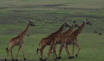 7-dniowe Safari w Tanzanii i Wakacje na Plaży na Zanzibarze — 2