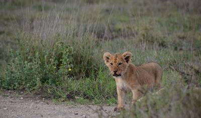 7-dniowe Safari w Tanzanii i Wakacje na Plaży na Zanzibarze — 3