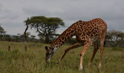7-dniowe Safari w Tanzanii i Wakacje na Plaży na Zanzibarze — 4