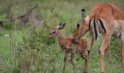 7-dniowe Safari w Tanzanii i Wakacje na Plaży na Zanzibarze — 5