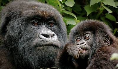 Safari de Gorilas e Genocídio em Ruanda — 3