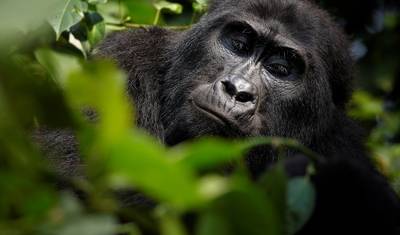 Safari de Gorilas e Genocídio em Ruanda — 4
