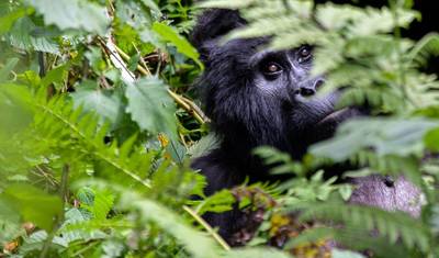 Safari de Gorilas e Genocídio em Ruanda — 5