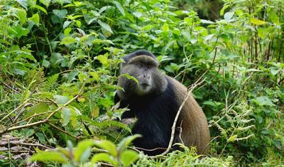 Trekking de Gorilas e Tour de Macacos Dourados em Ruanda — 5