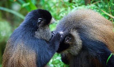 Trekking de Gorilas e Tour de Macacos Dourados em Ruanda — 3