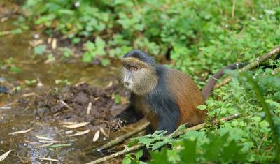 Trekking de Gorilas e Tour de Macacos Dourados em Ruanda — 4