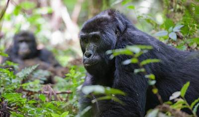 Trekking de Gorilas e Tour de Macacos Dourados em Ruanda — 2