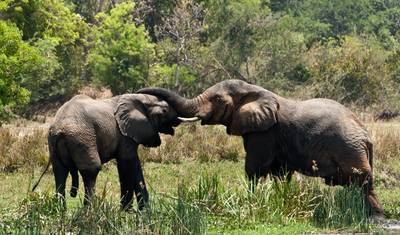 Safari z naczelnymi w Rwandzie — 2