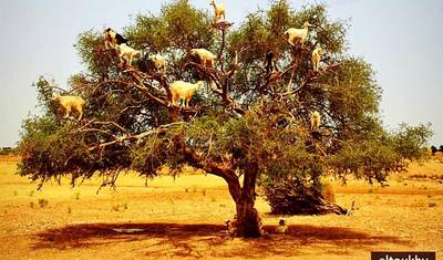 Casablanca to Marrakech Private 6-days — 3