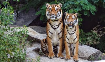 8 Day Delhi Agra Ranthambore Udaipur Jaipur Delhi Tour{Taj Mahal, Tigers, Lakes & More} — 2