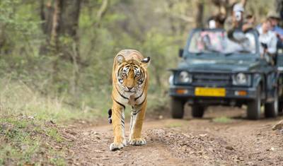 8 Day Delhi Agra Ranthambore Udaipur Jaipur Delhi Tour{Taj Mahal, Tigers, Lakes & More} — 4