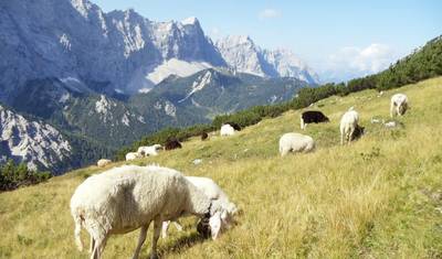 عبر تيرول: Garmisch - Innsbruck — 4