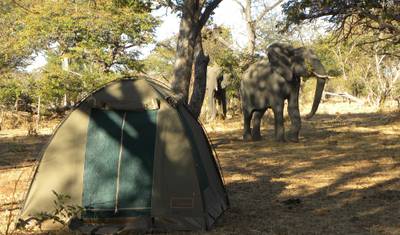Botswana Wild Side — 5