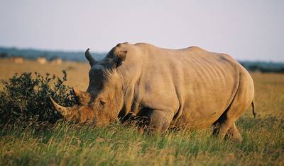 Botswana Wild Side — 2