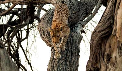 Botswana Wild Side — 3