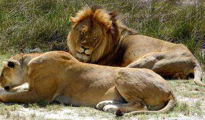 12-Day Big Cat Adventure — 2