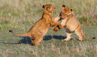 12-Day Big Cat Adventure — 5