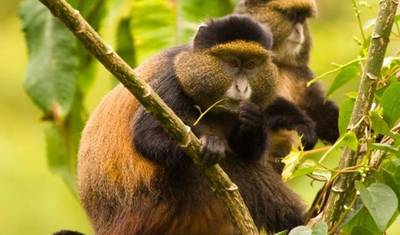 Safari de 11 Dias: Primatas, Leões Trepadores de Árvores e Vida Selvagem — 4