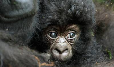 11日間のルワンダ野生動物ラグジュアリーサファリ — 3