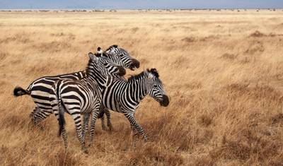 13-dniowe safari: Odkryj Ugandę i Rwandę — 2