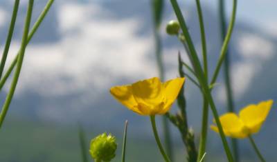 Moselle Trail — 4