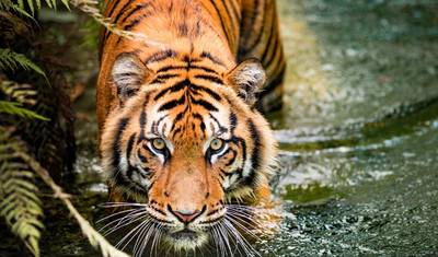 8 Day Golden Triangle with Ranthambore and Udaipur - Taj Mahal, Tigers and Lakes — 2