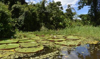 Tour de 4 Dias pela Amazônia — 2