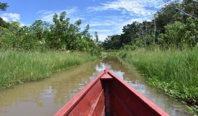 Tour de 4 Dias pela Amazônia — 3