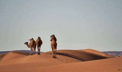 7 Days Camel Trek to Erg Zahar — 4